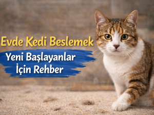 Evde Kedi Beslemek: Yeni Başlayanlar İçin Rehber